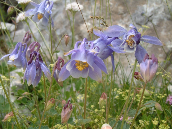 Aquilegia magellensis / Aquilegia magellense